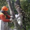 Tree Maintenance